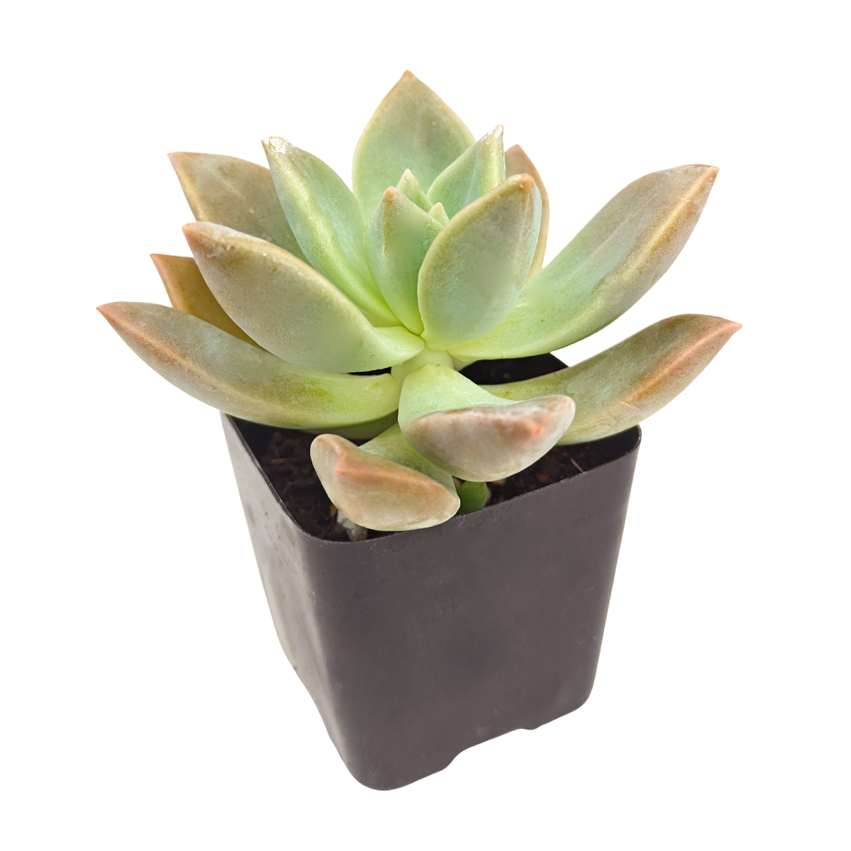 2 inch Graptopetalum 'Frank Reinelt', green succulents, indoor succulents, succulent care guide, buy succulents online