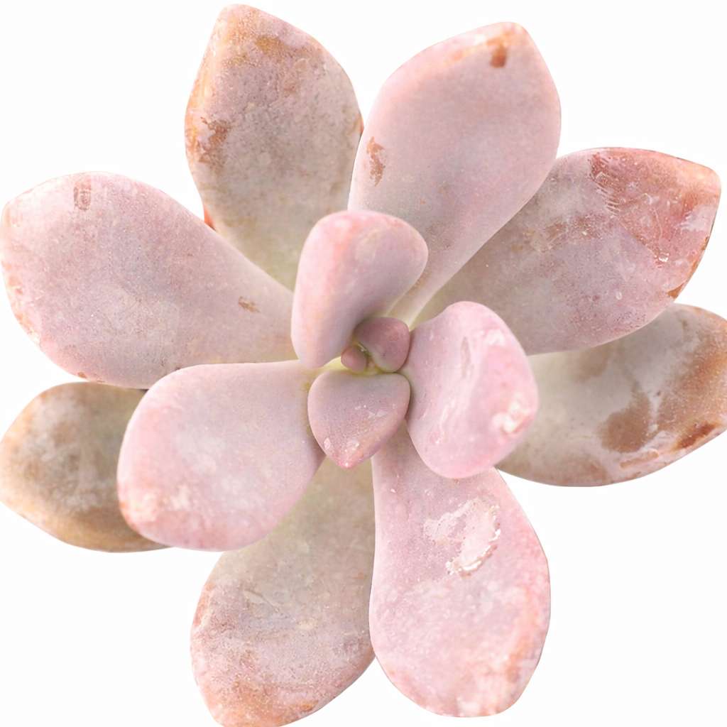 2 inch Graptopetalum ‘Murasaki’, pink succulents, indoor succulents, succulent care guide, buy succulents online