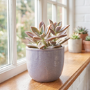 Buy an 8-pack of 4" live plants online. Choose eight plants of your choice to create a lush and diverse collection in 4" pots. Perfect for filling larger spaces, decorating your home or office, and growing your plant collection.