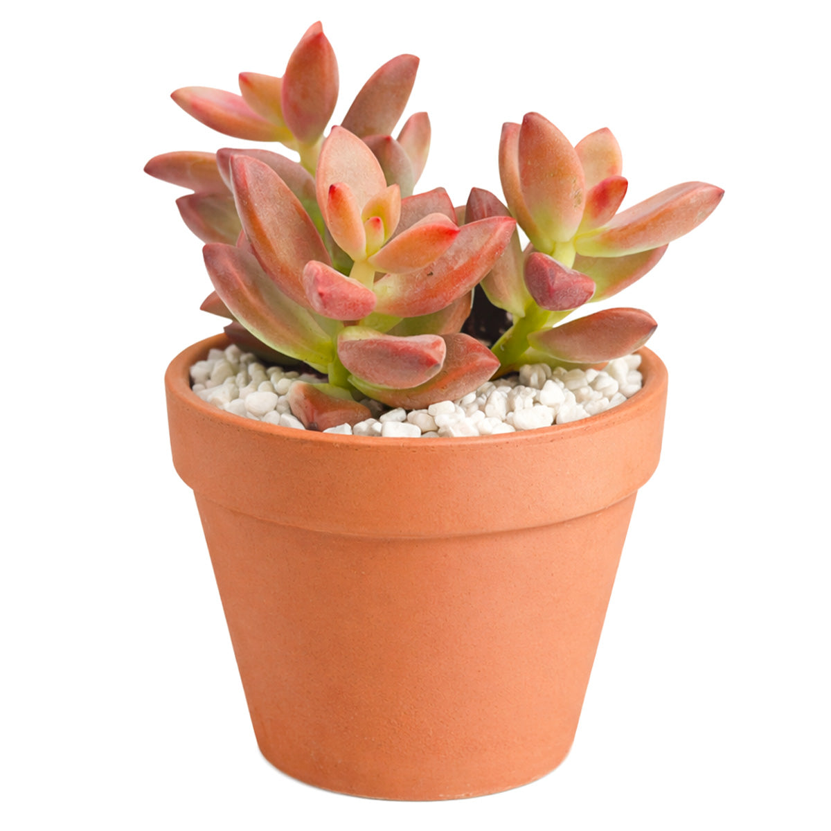 2 inch Graptosedum 'Alpenglow', green succulents, indoor succulents, succulent care guide, buy succulents online