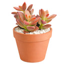 2 inch Graptosedum 'Alpenglow', green succulents, indoor succulents, succulent care guide, buy succulents online