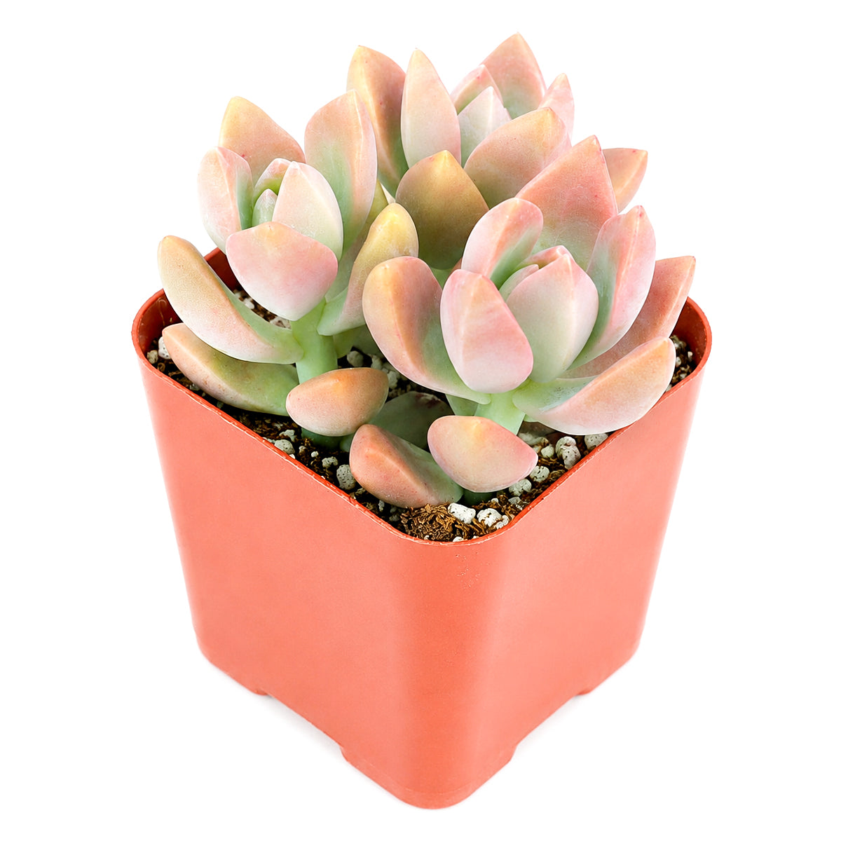 4" Graptosedum California Sunset for sale. Admired for its rich blend of orange, peach, and rosy hues, this succulent brings warmth and vibrant color to any collection. It prefers bright conditions, a fast-draining cactus mix, and minimal watering. Perfect for collectors, decorative planters, or anyone looking to brighten up their indoor space.