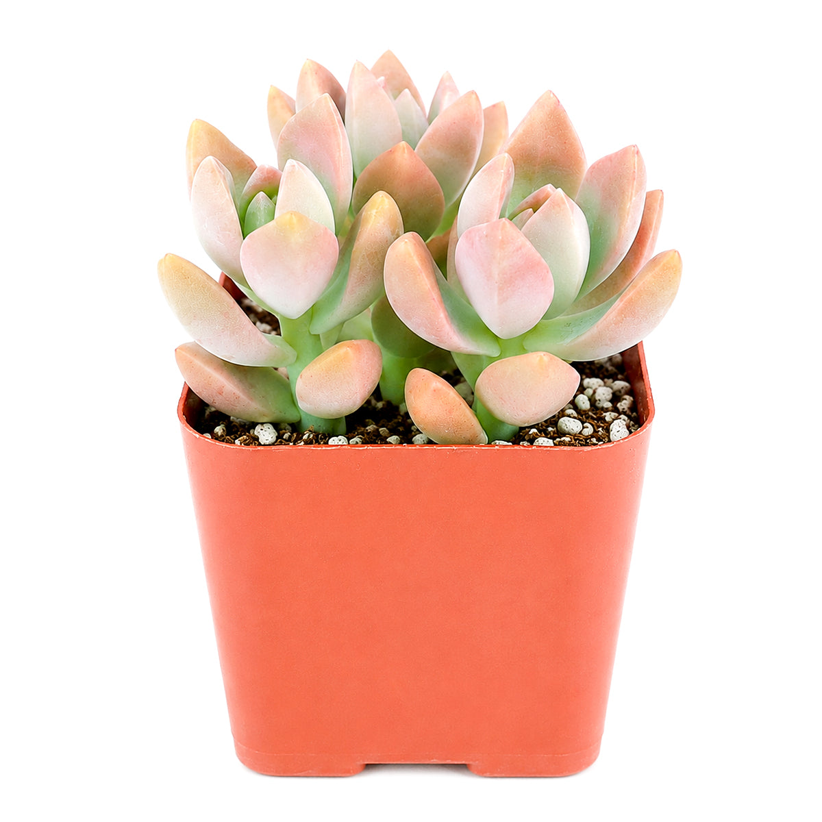 Buy 4" Graptosedum California Sunset online. This stunning succulent features large rosettes with colorful foliage that develops brilliant sunset tones throughout the year. It grows best in bright light with well-draining soil and light watering after the soil has dried completely. An eye-catching addition to home décor, succulent gardens, or modern indoor plant displays.