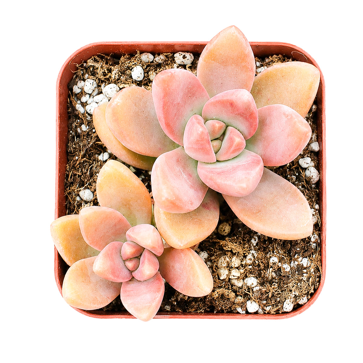 Buy 2" Graptosedum California Sunset online. This vibrant succulent forms compact rosettes with fleshy leaves that transition from soft green to warm shades of orange, pink, and red in bright light. It thrives in bright, indirect light with well-draining soil and occasional watering. A beautiful choice for succulent collections, colorful arrangements, or sunny windowsills.