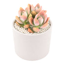 Buy 2" Graptosedum California Sunset online. This vibrant succulent forms compact rosettes with fleshy leaves that transition from soft green to warm shades of orange, pink, and red in bright light. It thrives in bright, indirect light with well-draining soil and occasional watering. A beautiful choice for succulent collections, colorful arrangements, or sunny windowsills.
