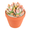 Buy 2" Graptosedum California Sunset online. This vibrant succulent forms compact rosettes with fleshy leaves that transition from soft green to warm shades of orange, pink, and red in bright light. It thrives in bright, indirect light with well-draining soil and occasional watering. A beautiful choice for succulent collections, colorful arrangements, or sunny windowsills.