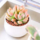 Buy 2" Graptosedum California Sunset online. This vibrant succulent forms compact rosettes with fleshy leaves that transition from soft green to warm shades of orange, pink, and red in bright light. It thrives in bright, indirect light with well-draining soil and occasional watering. A beautiful choice for succulent collections, colorful arrangements, or sunny windowsills.