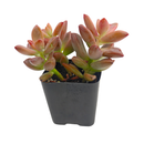 2 inch Graptosedum 'Alpenglow', green succulents, indoor succulents, succulent care guide, buy succulents online