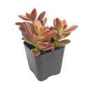 2 inch Graptosedum 'Alpenglow', green succulents, indoor succulents, succulent care guide, buy succulents online