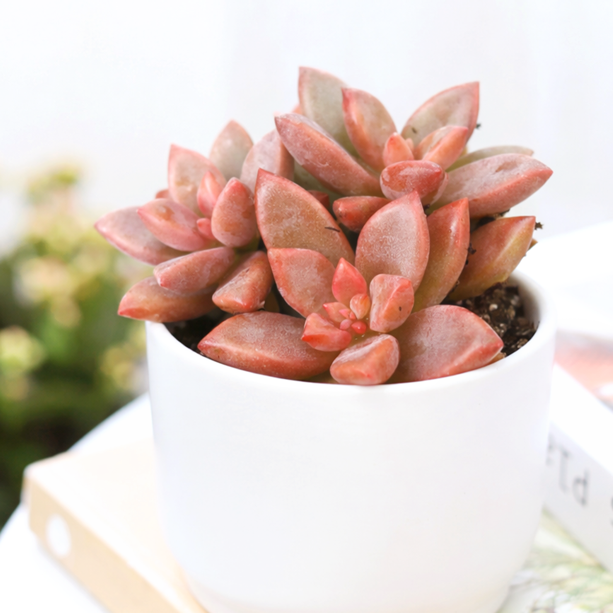 alpenglow succulent Graptosedum Alpenglow - Easy Care Succulent