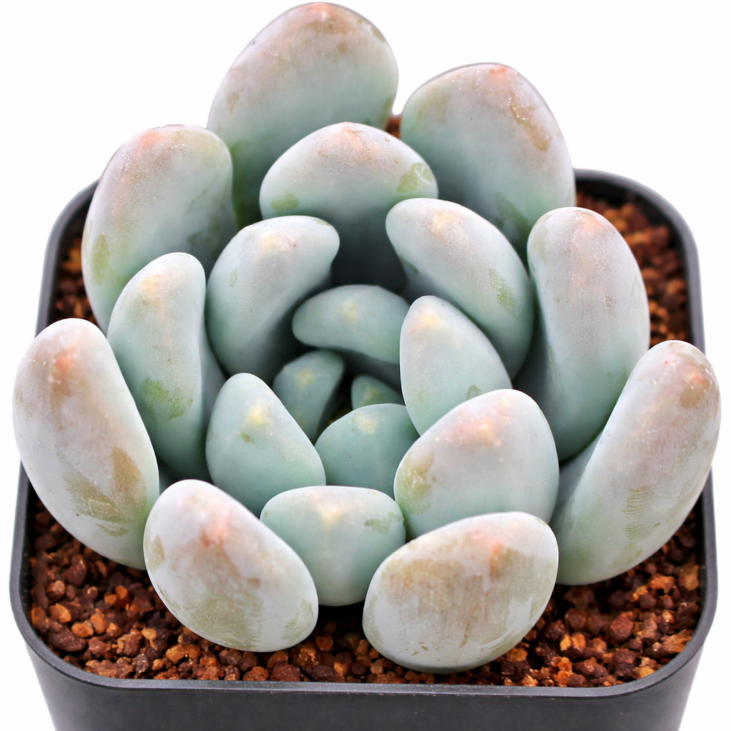 2 inch Graptosedum 'Blue Giant' , green succulents, indoor succulents, succulent care guide, buy succulents online