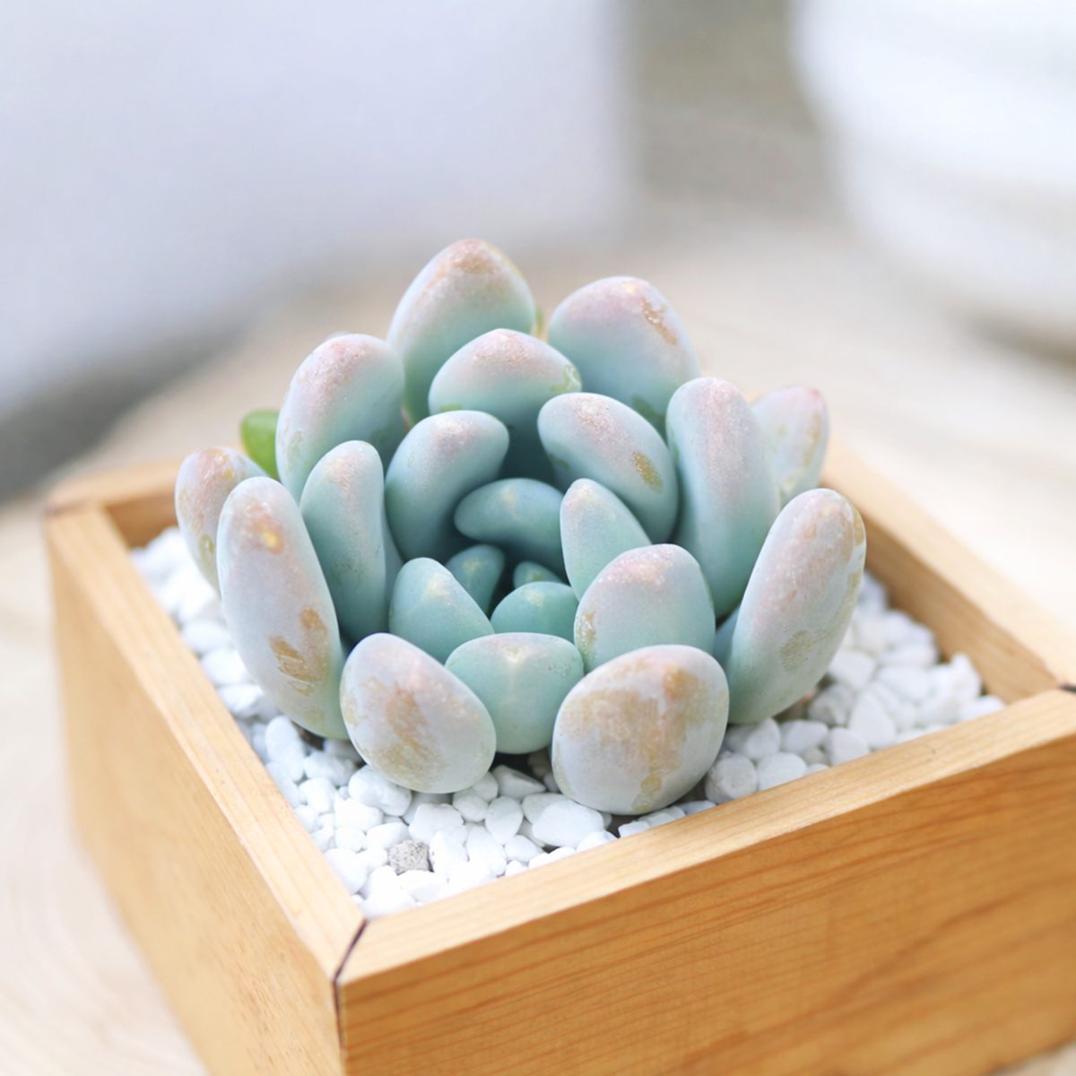 2 inch Graptosedum 'Blue Giant' , green succulents, indoor succulents, succulent care guide, buy succulents online