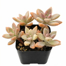 Buy 2 inch Graptosedum 'Francesco Baldi' live plant online, Pastel blue-gray to bronze transition succulent foliage, Low-water drought-tolerant groundcover succulents