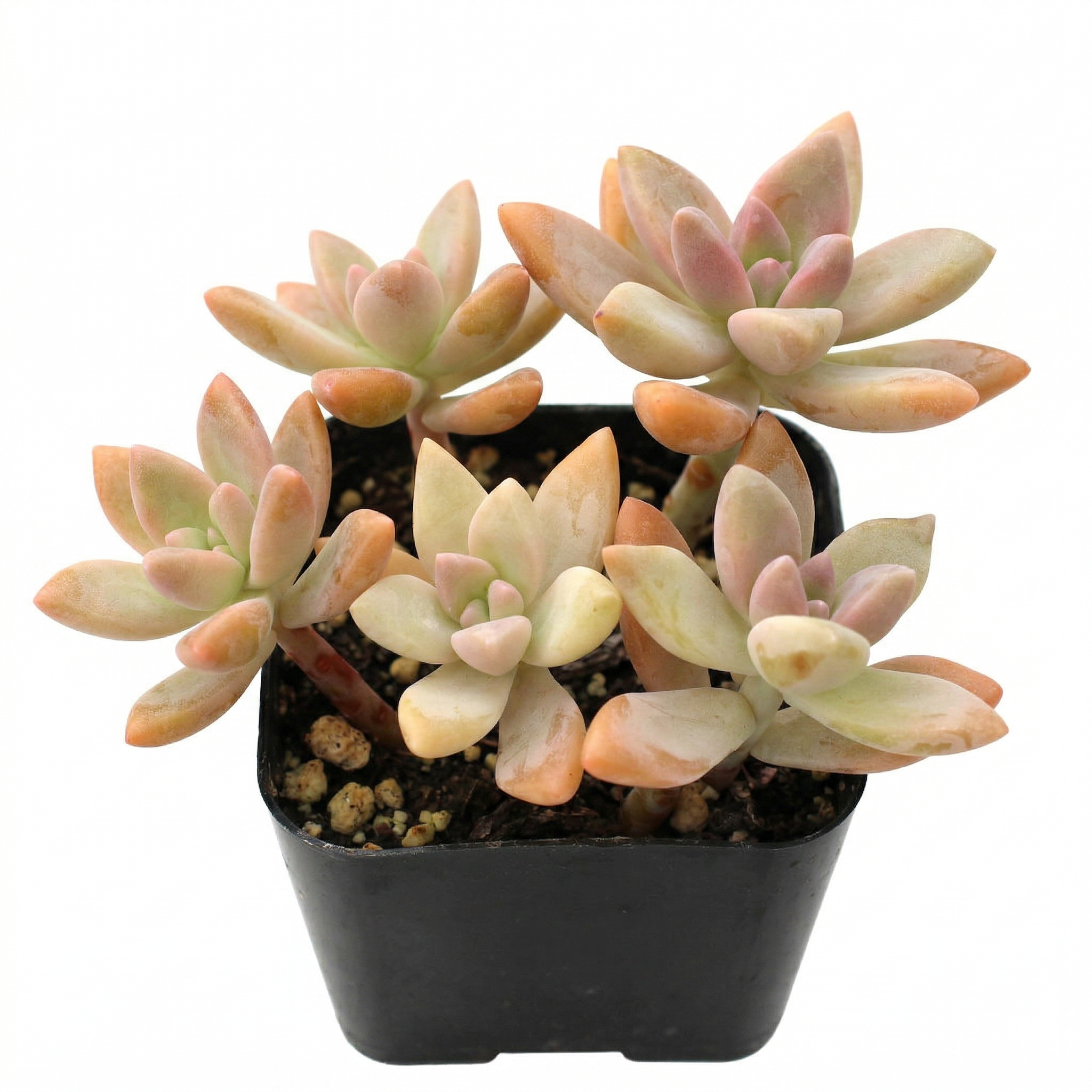 bordines succulents Graptosedum 'Francesco Baldi' – The Radiant Sunset Succulent 2 inch / White Modern Pot by Succulents Box