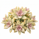 Buy 2 inch Graptosedum 'Francesco Baldi' live plant online, Pastel blue-gray to bronze transition succulent foliage, Low-water drought-tolerant groundcover succulents