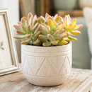 Buy 2 inch Graptosedum 'Francesco Baldi' live plant online, Pastel blue-gray to bronze transition succulent foliage, Low-water drought-tolerant groundcover succulents