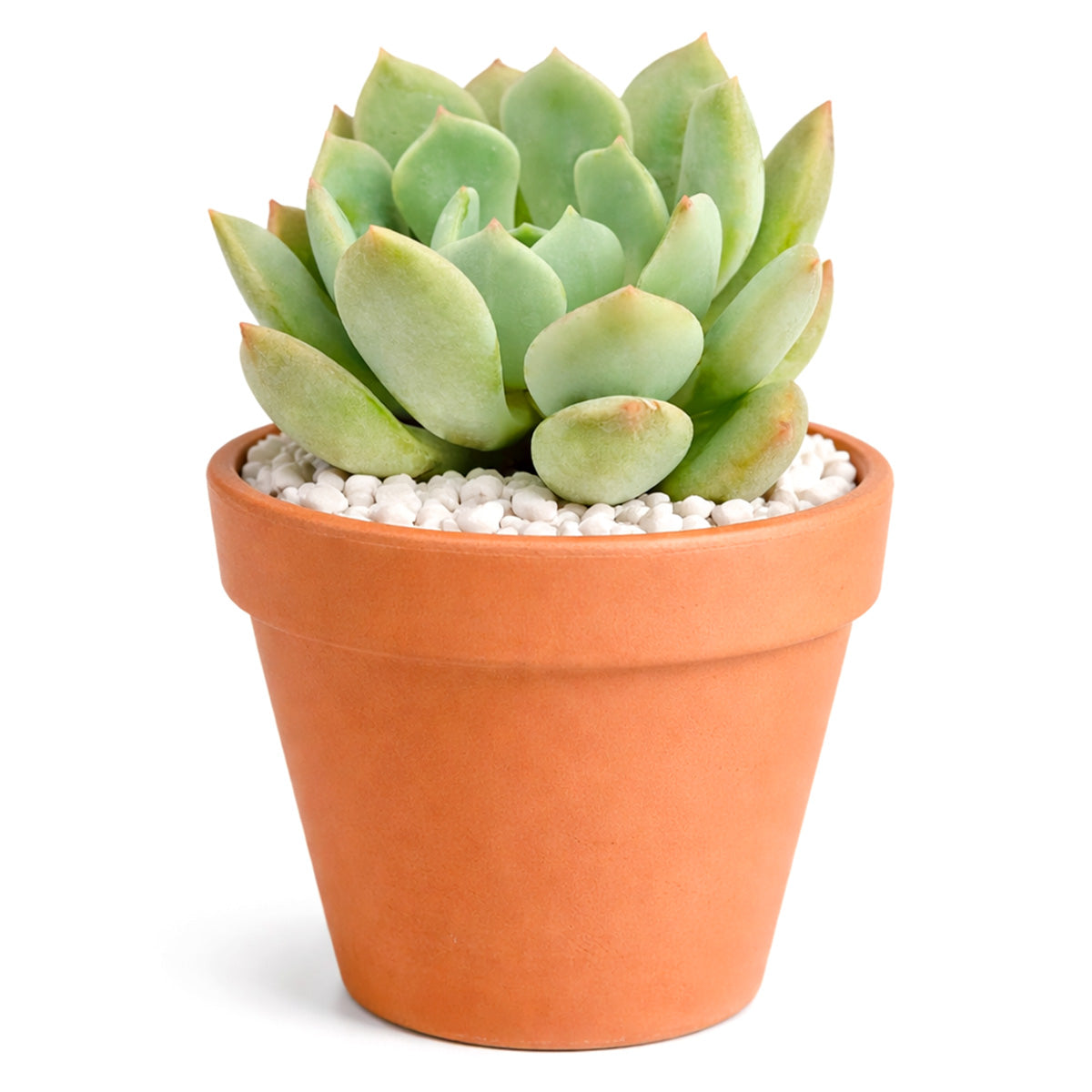 2 inch Graptoveria 'A Grim One', yellow succulents, indoor succulents, succulent care guide, buy succulents online