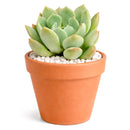 2 inch Graptoveria 'A Grim One' rare succulent for sale, easy care Graptoveria houseplant, dramatic dark rosette succulent