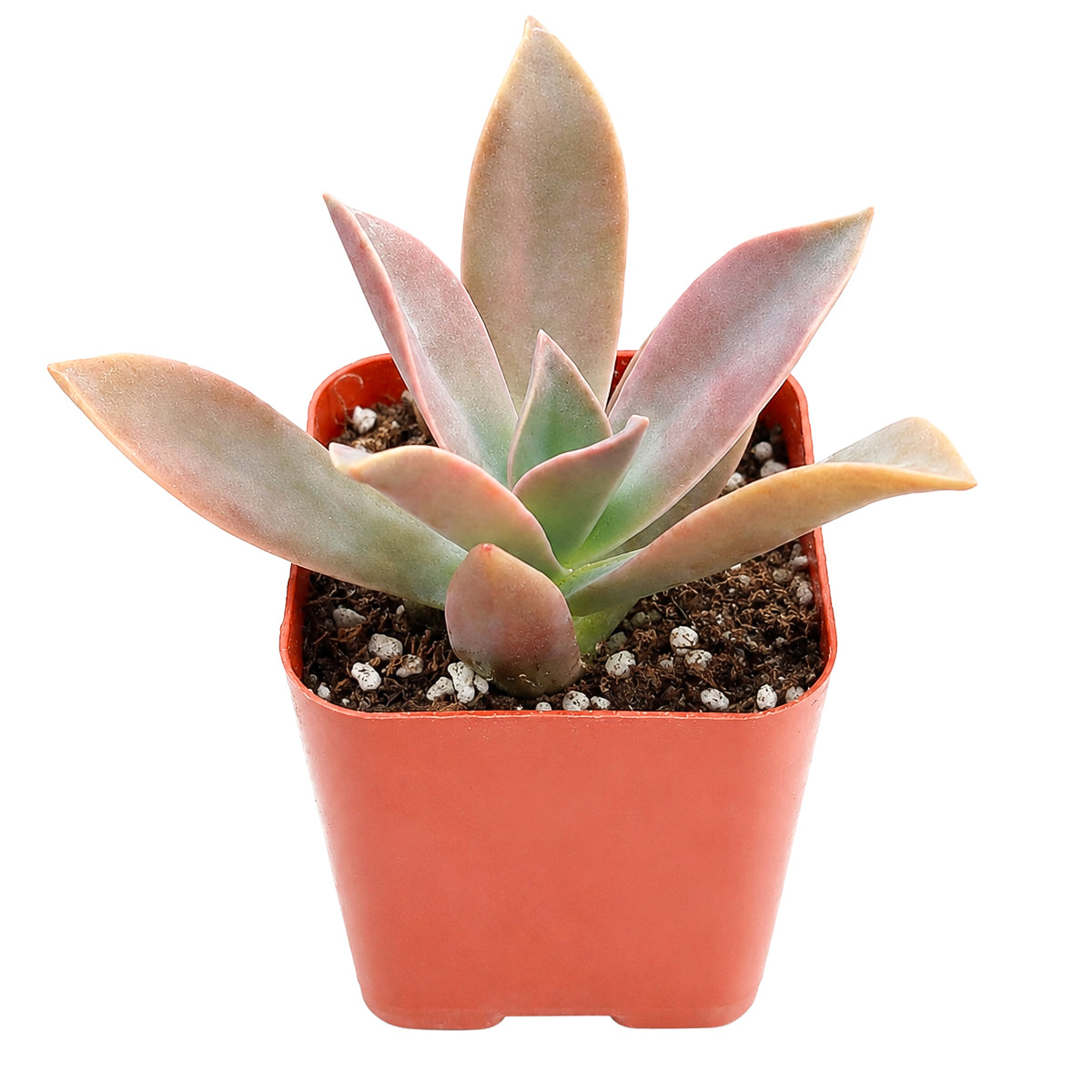 4" Graptoveria 'Fred Ives' for sale. Known for its large, colorful rosettes and graceful growth habit, this hybrid adds warmth and elegance to shelves, windowsills, and tabletop arrangements. It grows well in bright light with a gritty succulent mix and requires very little maintenance. Perfect for beginners and experienced succulent enthusiasts alike.