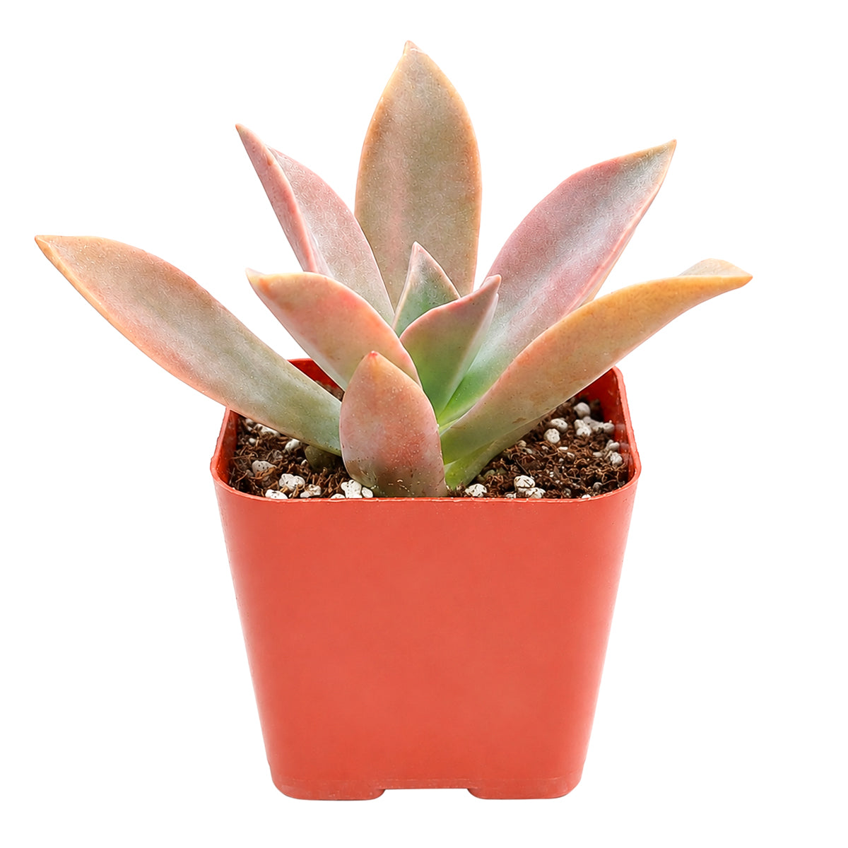 Buy 4" Graptoveria 'Fred Ives' online. This impressive succulent features full, mature rosettes with rich bronze, purple, and pink hues that create a bold focal point in any plant display. It thrives in bright, indirect light with well-draining soil and occasional watering. A beautiful choice for home décor, succulent gardens, or collector displays.