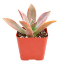 Buy 2" Graptoveria 'Fred Ives' online. This stunning succulent forms large rosettes with thick, fleshy leaves in beautiful shades of bronze, lavender, and pink that become more vibrant in bright light. It thrives in bright, indirect light with well-draining soil and occasional watering. A striking addition to succulent collections, sunny windowsills, or modern home décor.