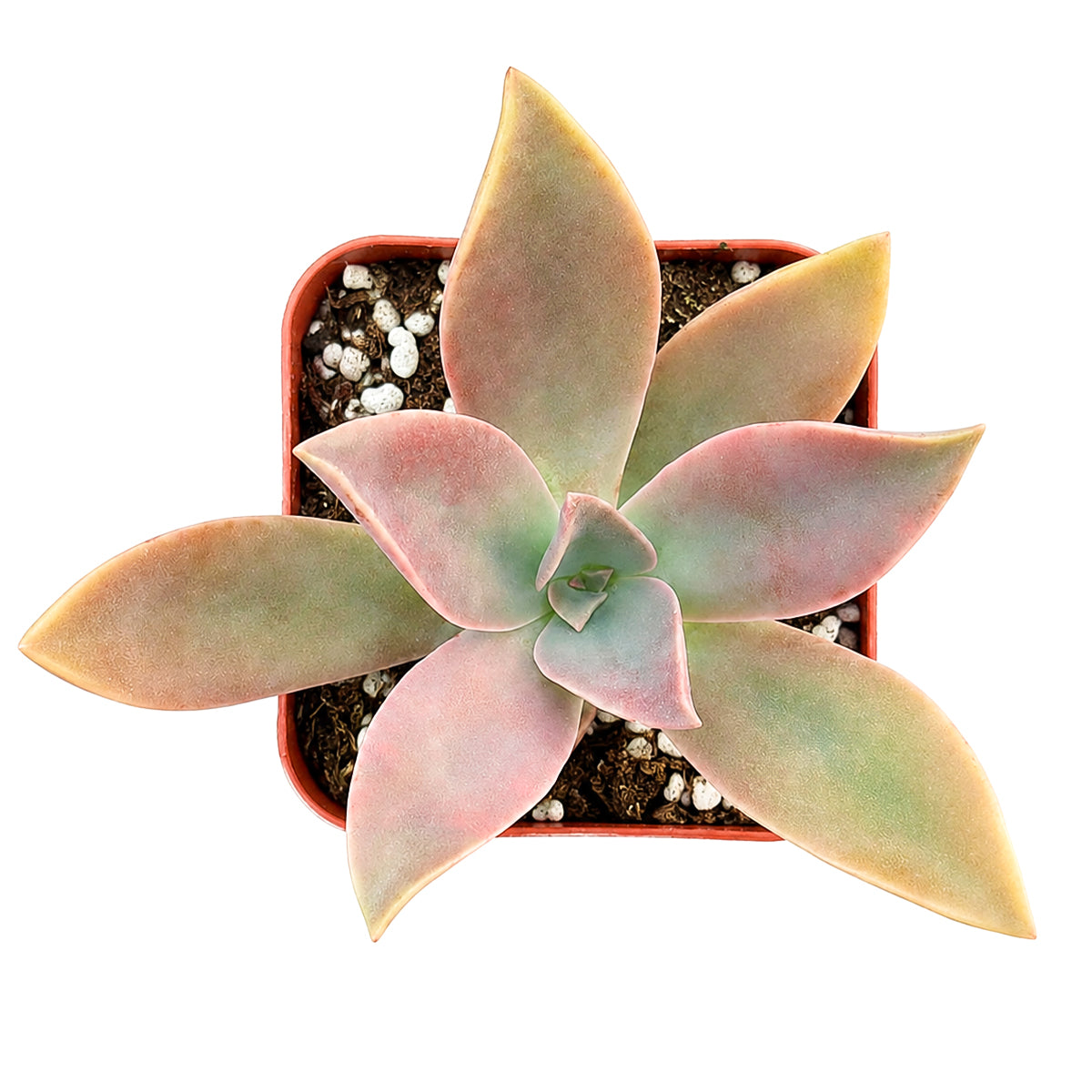 Buy 2" Graptoveria 'Fred Ives' online. Admired for its ever-changing pastel tones and elegant rosette shape, this succulent becomes even more colorful with plenty of sunlight. It prefers bright light, excellent drainage, and light watering after the soil has dried completely. An excellent choice for mixed succulent arrangements or as a standout specimen in any collection.