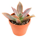 Buy 2" Graptoveria 'Fred Ives' online. This stunning succulent forms large rosettes with thick, fleshy leaves in beautiful shades of bronze, lavender, and pink that become more vibrant in bright light. It thrives in bright, indirect light with well-draining soil and occasional watering. A striking addition to succulent collections, sunny windowsills, or modern home décor.