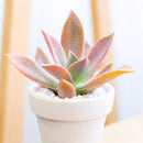 Buy 2" Graptoveria 'Fred Ives' online. This stunning succulent forms large rosettes with thick, fleshy leaves in beautiful shades of bronze, lavender, and pink that become more vibrant in bright light. It thrives in bright, indirect light with well-draining soil and occasional watering. A striking addition to succulent collections, sunny windowsills, or modern home décor.