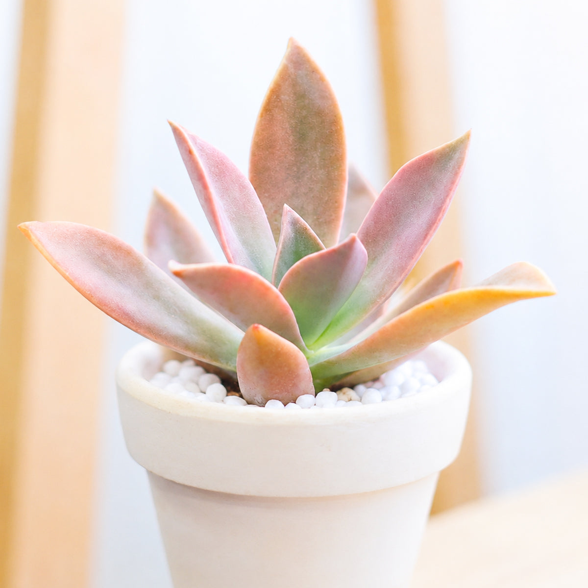 Buy 4" Graptoveria 'Fred Ives' online. This beautiful hybrid is prized for its vibrant foliage that shifts through shades of lavender, copper, and pink as the seasons change. It prefers bright conditions, well-draining soil, and occasional watering during active growth. An eye-catching centerpiece for succulent collections or stylish indoor spaces.