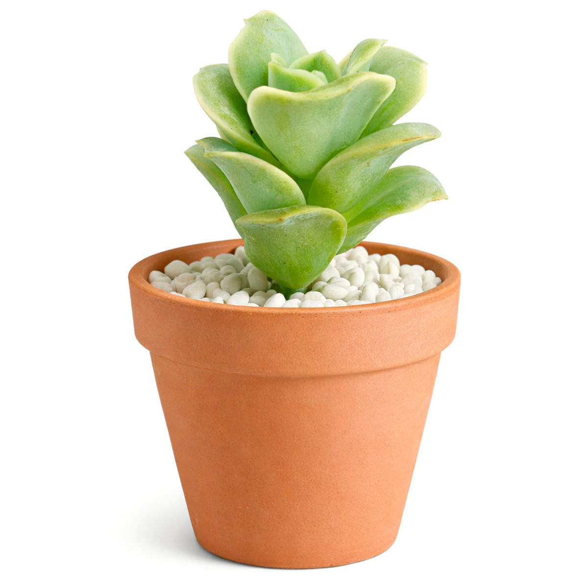 2 inch unique live succulents, 2 inch indoor succulents for sale, buy Graptoveria 'Lovely Rose' online