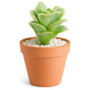 2 inch unique live succulents, 2 inch indoor succulents for sale, buy Graptoveria 'Lovely Rose' online