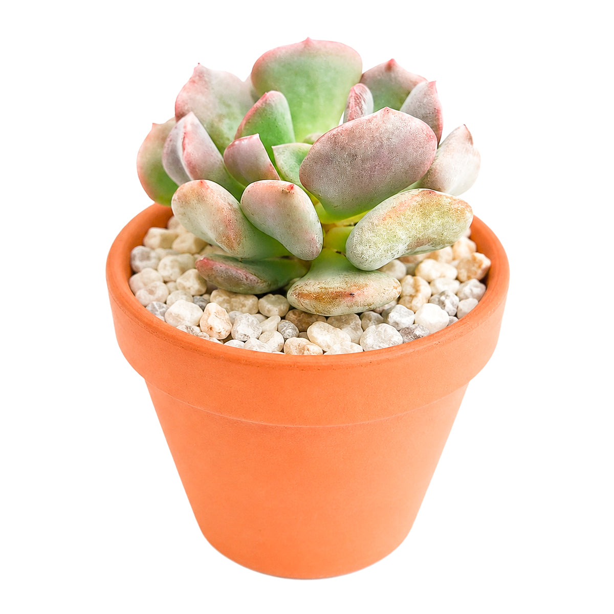2" Graptoveria Cupid for sale. This attractive hybrid succulent features symmetrical rosettes with fleshy leaves and subtle blush colors that intensify with sun exposure. It is perfect for small containers, windowsills, or succulent collections. Shipped in a 2-inch nursery pot.