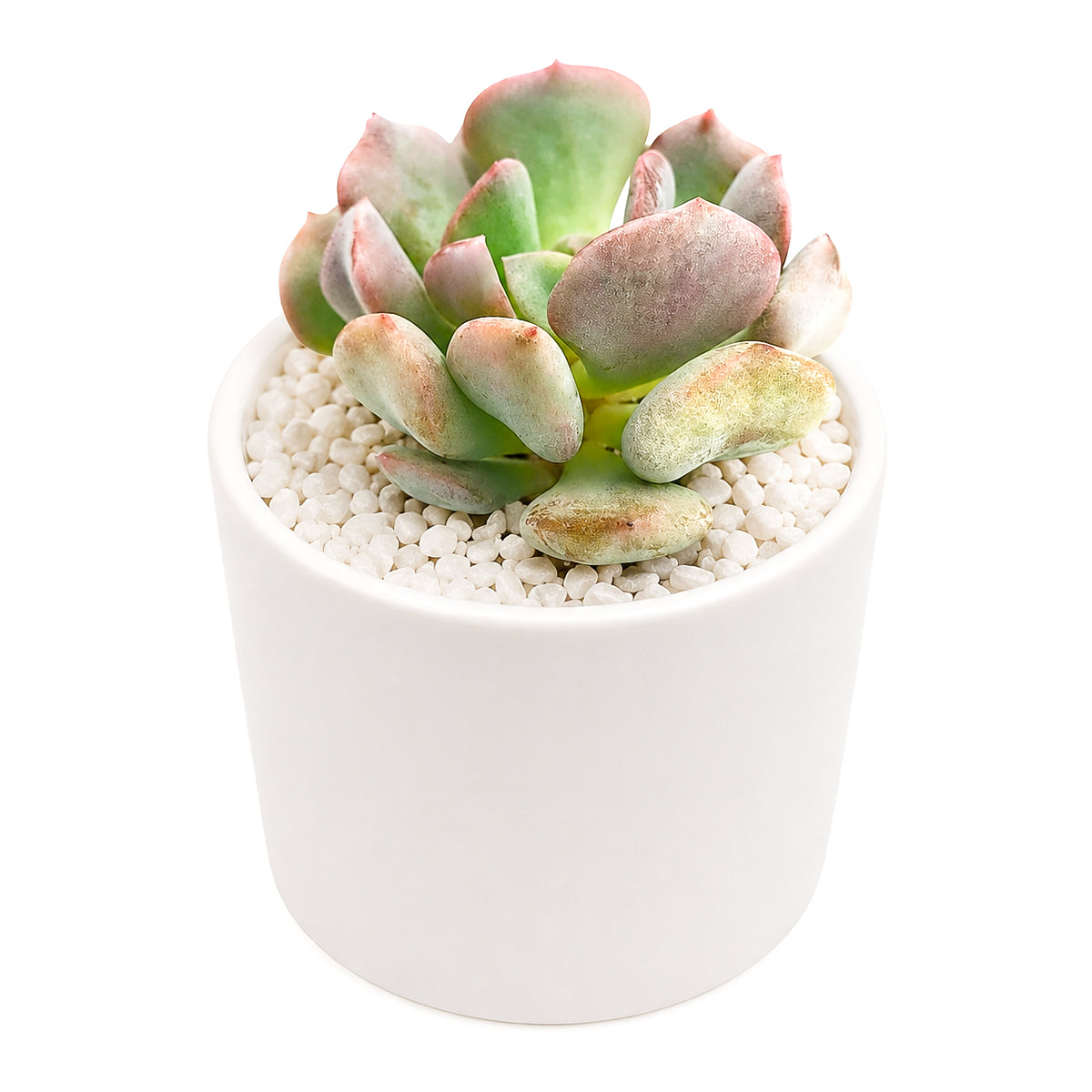 Buy 2" Graptoveria Cupid online. This lovely succulent forms compact rosettes with thick pastel leaves that may develop soft pink tones in bright sunlight. It is easy to grow and thrives in well-draining soil with plenty of light. Shipped in a 2-inch nursery pot.