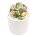 Buy 2" Graptoveria Cupid online. This charming succulent is valued for its elegant rosette shape and low-maintenance care requirements. It prefers bright light, infrequent watering, and makes a beautiful addition to any indoor or outdoor succulent display. Shipped in a 2-inch nursery pot.