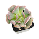 Buy 2" Graptoveria Cupid online. This charming succulent is valued for its elegant rosette shape and low-maintenance care requirements. It prefers bright light, infrequent watering, and makes a beautiful addition to any indoor or outdoor succulent display. Shipped in a 2-inch nursery pot.