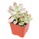 Buy 2" Graptoveria 'Harry Watson' online. This beautiful succulent forms perfectly symmetrical rosettes of thick, fleshy leaves with soft blue-green tones that may develop delicate pink edges in bright light. It thrives in bright, indirect light with well-draining soil and occasional watering. A lovely addition to succulent collections, sunny windowsills, or modern indoor décor.