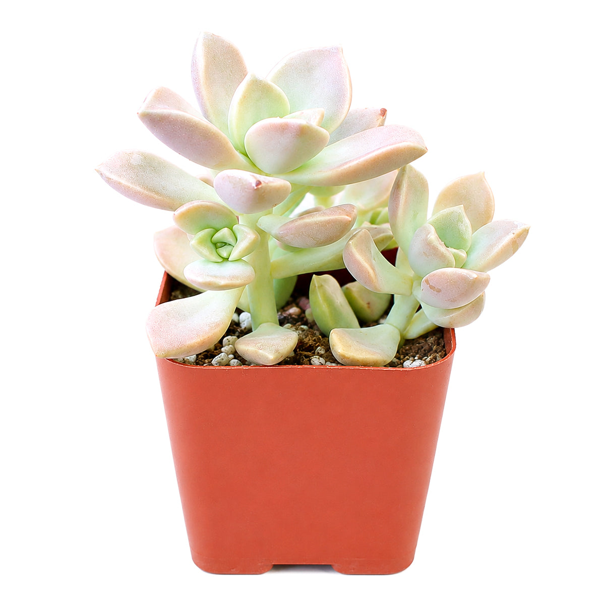 2" Graptoveria 'Harry Watson' for sale. With its neat rosette form and plump leaves, this attractive succulent adds a clean, modern touch to shelves, windowsills, and tabletop displays. It thrives in well-draining soil with bright, indirect light and requires very little maintenance. A wonderful option for beginners and experienced succulent collectors alike.