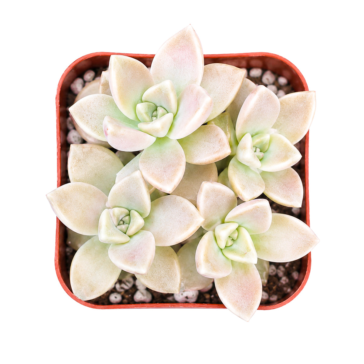 Buy 2" Graptoveria 'Harry Watson' online. This charming succulent is admired for its refined rosette shape and subtle pastel coloring that becomes more vibrant with proper sunlight. It prefers bright light, excellent drainage, and light watering once the soil has dried completely. An excellent choice for mixed succulent arrangements or as a standout specimen in any collection.