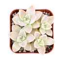 Buy 2" Graptoveria 'Harry Watson' online. This beautiful succulent forms perfectly symmetrical rosettes of thick, fleshy leaves with soft blue-green tones that may develop delicate pink edges in bright light. It thrives in bright, indirect light with well-draining soil and occasional watering. A lovely addition to succulent collections, sunny windowsills, or modern indoor décor.