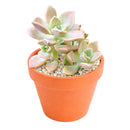 Buy 2" Graptoveria 'Harry Watson' online. This beautiful succulent forms perfectly symmetrical rosettes of thick, fleshy leaves with soft blue-green tones that may develop delicate pink edges in bright light. It thrives in bright, indirect light with well-draining soil and occasional watering. A lovely addition to succulent collections, sunny windowsills, or modern indoor décor.