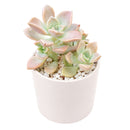 Buy 2" Graptoveria 'Harry Watson' online. This beautiful succulent forms perfectly symmetrical rosettes of thick, fleshy leaves with soft blue-green tones that may develop delicate pink edges in bright light. It thrives in bright, indirect light with well-draining soil and occasional watering. A lovely addition to succulent collections, sunny windowsills, or modern indoor décor.