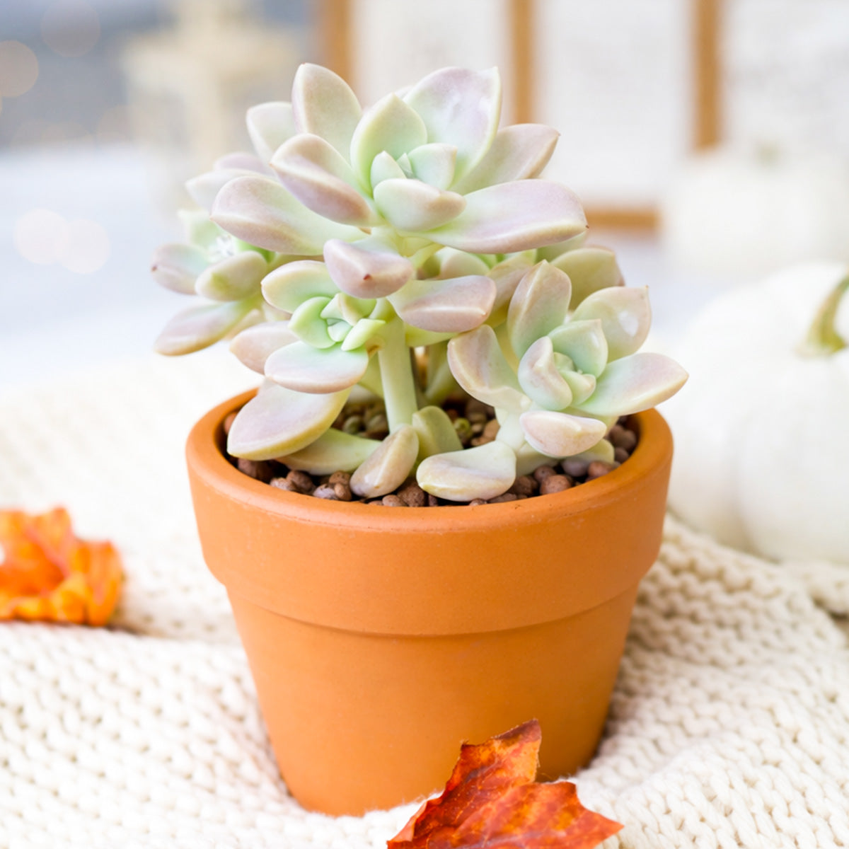 2 inch Graptoveria ‘Harry Watson’, pink succulents, indoor succulents, succulent care guide, buy succulents online