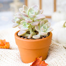 2 inch Graptoveria ‘Harry Watson’, pink succulents, indoor succulents, succulent care guide, buy succulents online