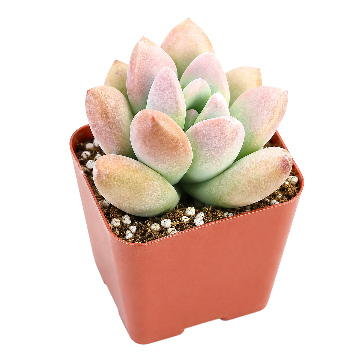 4" Graptoveria Opalina for sale. Featuring broad pastel rosettes and a refined architectural form, this succulent adds texture and elegance to shelves, patios, or sunny windowsills. It requires very little maintenance and thrives in well-draining soil with plenty of light. Perfect for beginners and experienced growers alike.