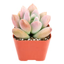 Buy 2" Graptoveria Opalina online. This elegant succulent forms perfectly symmetrical rosettes with thick, smooth leaves in soft shades of blue-green that may blush pink along the edges in bright light. It thrives in bright, indirect light with well-draining soil and occasional watering. A beautiful choice for succulent collections, sunny windowsills, or modern home décor.
