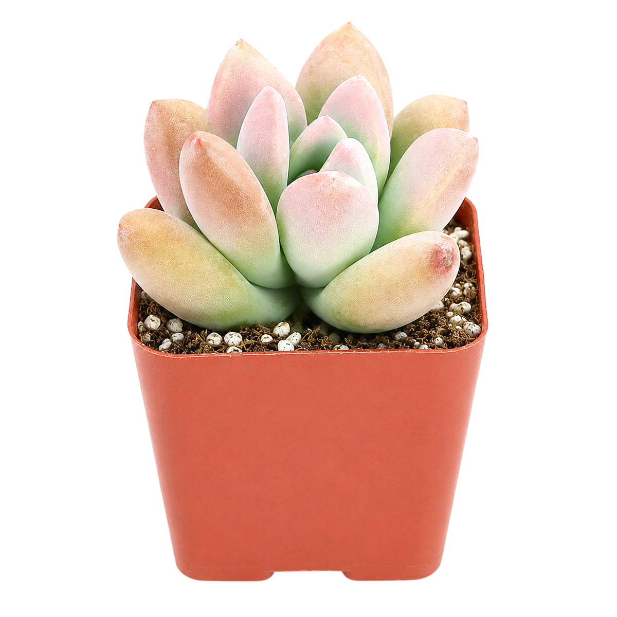 4" Graptoveria Opalina for sale. Known for its beautifully symmetrical rosettes and soft blue-green foliage with delicate pink highlights, this succulent brings timeless beauty to any space. It grows best in bright conditions with a fast-draining cactus mix and minimal watering. An excellent choice for decorative planters or collector displays.