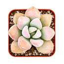 Buy 2" Graptoveria Opalina online. This elegant succulent forms perfectly symmetrical rosettes with thick, smooth leaves in soft shades of blue-green that may blush pink along the edges in bright light. It thrives in bright, indirect light with well-draining soil and occasional watering. A beautiful choice for succulent collections, sunny windowsills, or modern home décor.