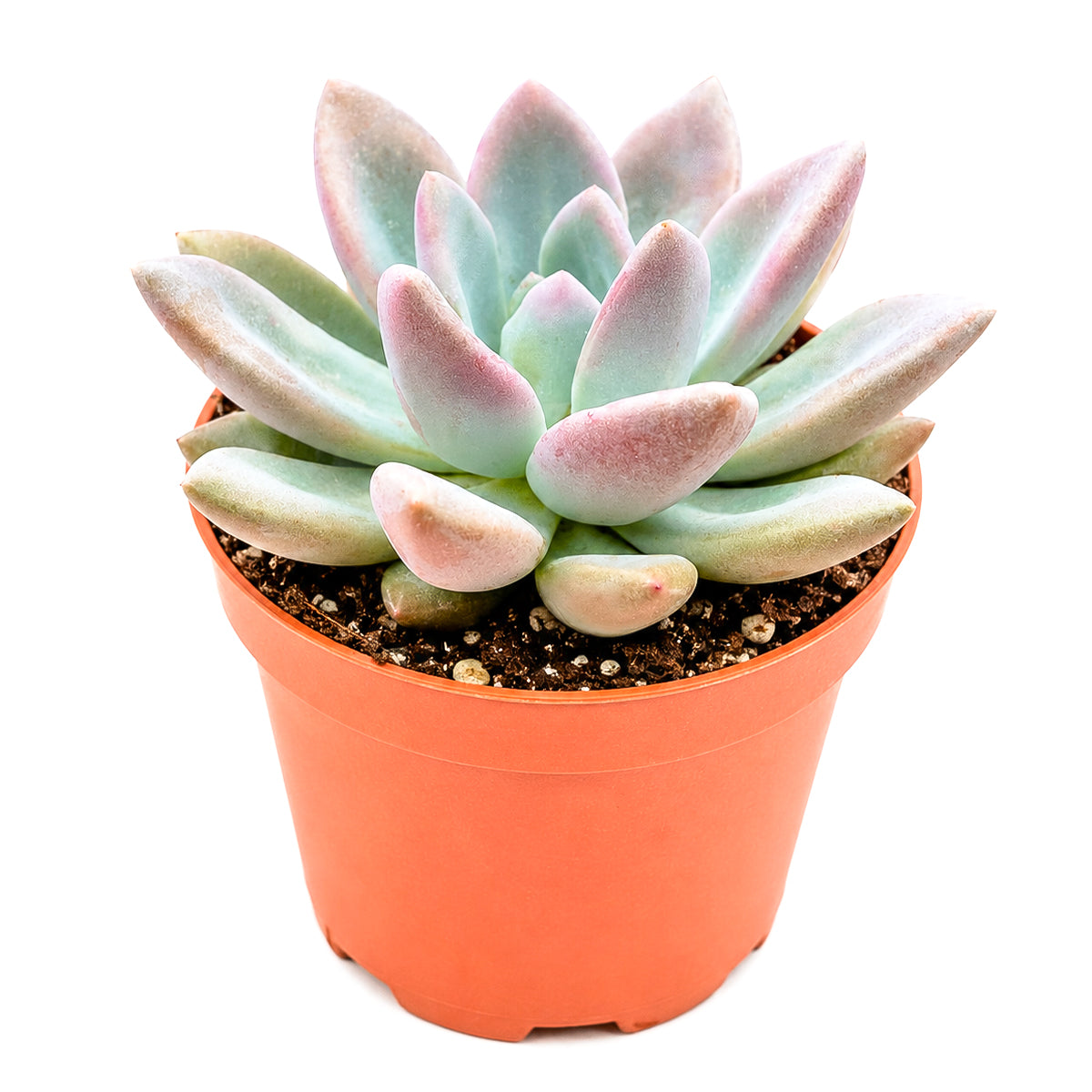 Buy 2" Graptoveria Opalina online. This eye-catching succulent combines soft pastel colors with a sculptural rosette shape that complements any indoor plant collection. It grows well with bright light, occasional watering, and a gritty succulent mix. Ideal for shelves, windowsills, or stylish tabletop displays.