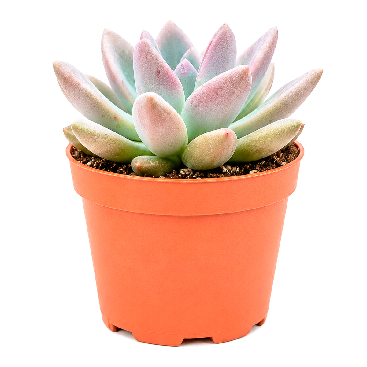 2" Graptoveria Opalina for sale. This charming succulent showcases fleshy, powdery leaves arranged in a neat rosette that brings year-round beauty to any space. It thrives in well-draining soil with bright, indirect light and requires very little maintenance. An excellent choice for beginners and experienced succulent enthusiasts alike.