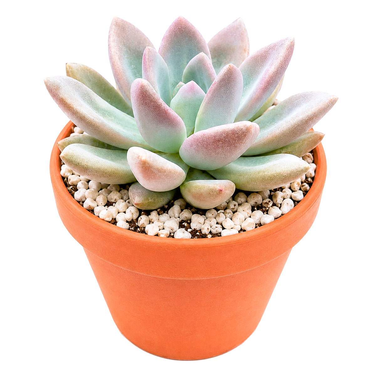 Buy 2" Graptoveria Opalina online. Admired for its smooth, opalescent foliage and graceful rosette form, this hybrid becomes even more colorful with plenty of sunlight. It prefers bright light, excellent drainage, and light watering after the soil has dried completely. A wonderful addition to succulent arrangements or as a standout specimen in any collection.